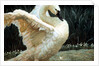 Tundra Swan Extending Its Wings by Anonymous