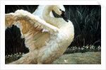 Tundra Swan Extending Its Wings by Anonymous