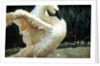 Tundra Swan Extending Its Wings by Anonymous