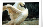 Tundra Swan Extending Its Wings by Anonymous