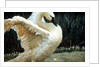Tundra Swan Extending Its Wings by Anonymous