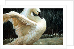 Tundra Swan Extending Its Wings by Anonymous