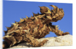 Thorny Devil by Anonymous