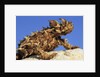 Thorny Devil by Anonymous