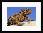 Thorny Devil by Anonymous
