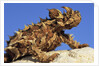 Thorny Devil by Anonymous