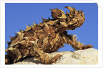 Thorny Devil by Anonymous