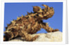 Thorny Devil by Anonymous