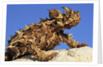 Thorny Devil by Anonymous