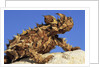 Thorny Devil by Anonymous