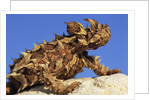 Thorny Devil by Anonymous