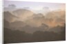 Morning Fog and Tropical Rainforest Canopy in Ecuador by Anonymous