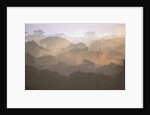 Morning Fog and Tropical Rainforest Canopy in Ecuador by Anonymous