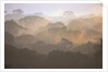 Morning Fog and Tropical Rainforest Canopy in Ecuador by Anonymous