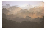 Morning Fog and Tropical Rainforest Canopy in Ecuador by Anonymous