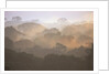 Morning Fog and Tropical Rainforest Canopy in Ecuador by Anonymous
