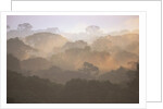 Morning Fog and Tropical Rainforest Canopy in Ecuador by Anonymous