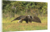 Anteaters Carrying Their Young by Anonymous
