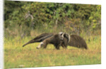 Anteaters Carrying Their Young by Anonymous