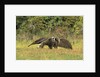 Anteaters Carrying Their Young by Anonymous
