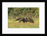 Anteaters Carrying Their Young by Anonymous