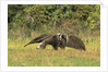 Anteaters Carrying Their Young by Anonymous