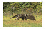 Anteaters Carrying Their Young by Anonymous