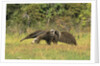Anteaters Carrying Their Young by Anonymous