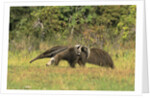 Anteaters Carrying Their Young by Anonymous