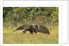 Anteaters Carrying Their Young by Anonymous