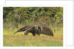 Anteaters Carrying Their Young by Anonymous