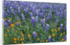 Lupines and Poppies in a Meadow by Anonymous