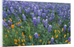 Lupines and Poppies in a Meadow by Anonymous