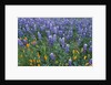 Lupines and Poppies in a Meadow by Anonymous