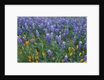 Lupines and Poppies in a Meadow by Anonymous
