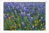Lupines and Poppies in a Meadow by Anonymous