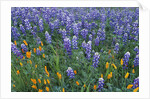 Lupines and Poppies in a Meadow by Anonymous