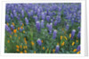 Lupines and Poppies in a Meadow by Anonymous