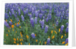 Lupines and Poppies in a Meadow by Anonymous