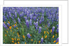 Lupines and Poppies in a Meadow by Anonymous
