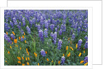 Lupines and Poppies in a Meadow by Anonymous
