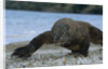 Komodo Dragon by Anonymous