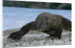 Komodo Dragon by Anonymous