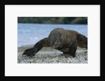 Komodo Dragon by Anonymous