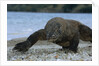 Komodo Dragon by Anonymous