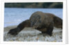 Komodo Dragon by Anonymous