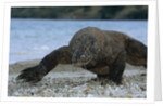 Komodo Dragon by Anonymous
