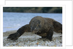 Komodo Dragon by Anonymous