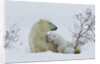 Polar Bear Mother With Her Cubs by Anonymous