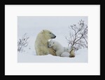 Polar Bear Mother With Her Cubs by Anonymous